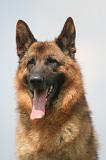 BERGER ALLEMAND 1456